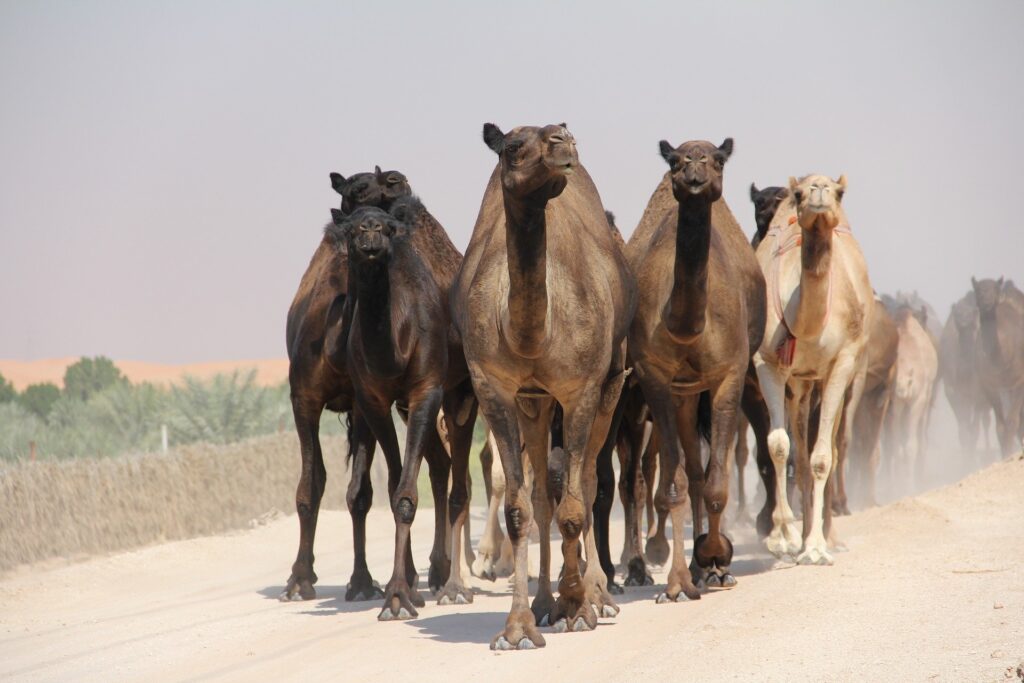 Erleben Sie mit uns die schönsten Safariausflüge von Hurghada aus. Zu dem können Sie Kamel Safari, Jeep Safari und Quad Safari, mit dem besten Service und zu günstigsten Preisen bei uns buchen. Genießen Sie Ihren Urlaub in Hurghada mit der Wüste, den Bergen und der Sonne