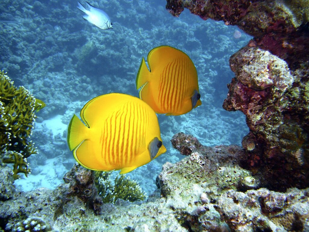 2 Tage Kairo & Pyramiden & 5 Tage Baden im Jasmine Palace Resort & Spa, Hurghada

Kairo, Metropole am Nil, deren Wurzeln bis zu den Dynastien der alten Pharaonen reichen. Als Symbol der unvergleichlichen Geschichte stehen mit den Pyramiden von Gizeh die letzten Weltwunder der Antike...